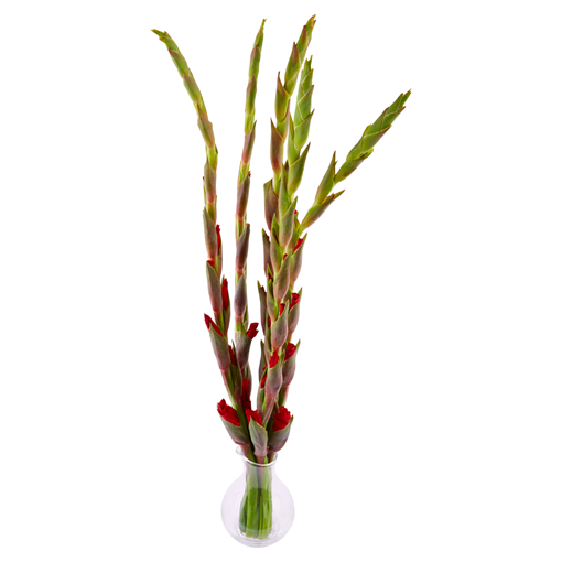 Picture of Co-op Gladioli Bouquet