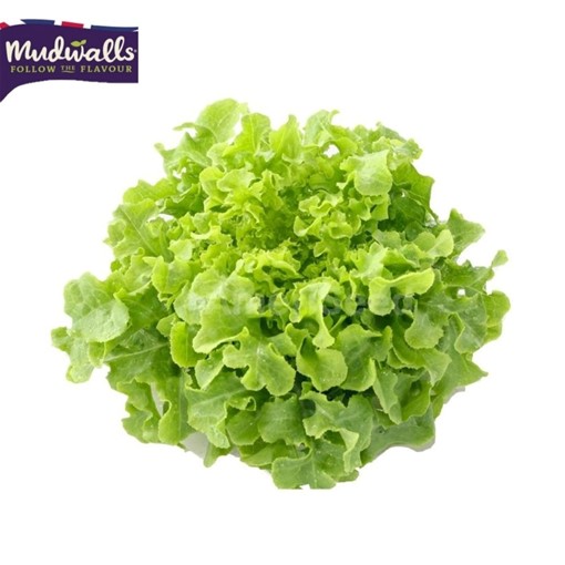 Picture of Lettuce - Oakleaf